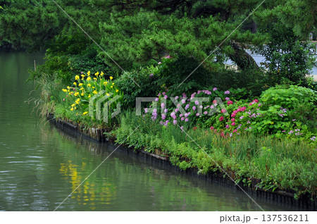 紫陽花が咲く松江城の堀 紫陽花が咲く松江城の堀 137536211