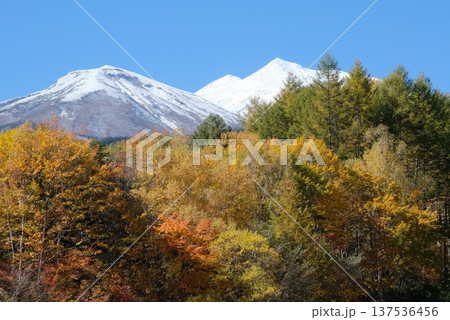 紅葉に染まる森と雪山の風景 秋から初冬への季節の移ろい 紅葉に染まる森と雪山の風景 秋から初冬への季節の移ろい 137536456