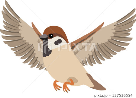 small brown sparrow bird flying with wings spread. 137536554