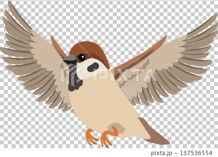 small brown sparrow bird flying with wings spread. 137536554