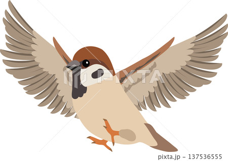 Cute sparrow bird illustration with wings spread flying in mid air Cute sparrow bird illustration with wings spread flying in mid air 137536555