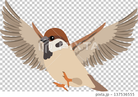 Cute sparrow bird illustration with wings spread flying in mid air Cute sparrow bird illustration with wings spread flying in mid air 137536555