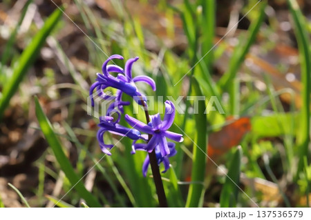 早春の野原に咲く紫色のローマン系ヒアシンスの花 137536579