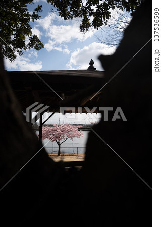 「岡山県」（3月）【観光地】桜が満開に咲く湖のある公園　お花見 137536599