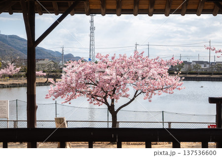 「岡山県」(3月)【観光地】桜が満開に咲く湖のある公園 お花見 「岡山県」(3月)【観光地】桜が満開に咲く湖のある公園 お花見 137536600
