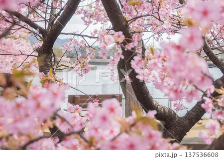 「岡山県」（3月）【観光地】桜が満開に咲く湖のある公園　お花見 137536608