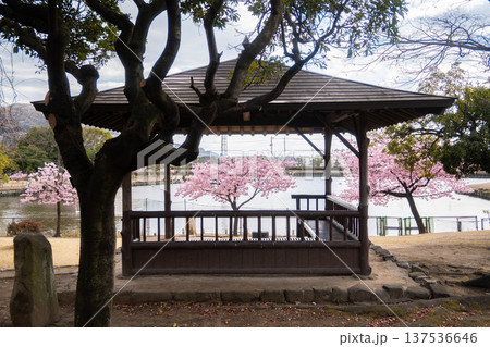 「岡山県」(3月)【観光地】桜が満開に咲く湖のある公園 お花見 「岡山県」(3月)【観光地】桜が満開に咲く湖のある公園 お花見 137536646