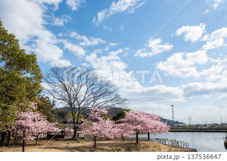 「岡山県」(3月)【観光地】桜が満開に咲く湖のある公園 お花見 「岡山県」(3月)【観光地】桜が満開に咲く湖のある公園 お花見 137536647