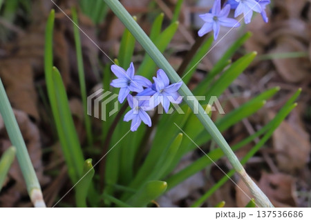 早春の野原に咲く水色のローマン系ヒアシンスの花 137536686