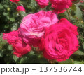 赤いバラ 137536744