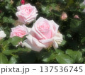 咲き誇るピンクのバラ 137536745