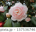 椿の花のある風景 137536746