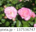 美しいピンクのバラ 137536747