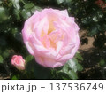 美しいピンクのバラ 137536749