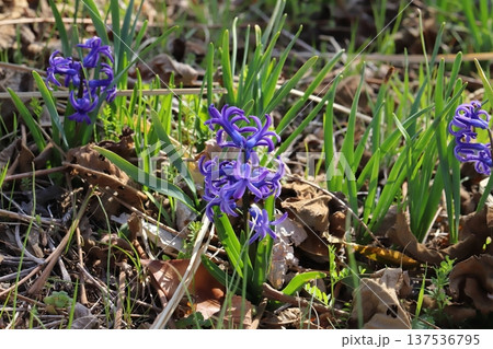 早春の野原に咲く紫色のローマン系ヒアシンスの花 早春の野原に咲く紫色のローマン系ヒアシンスの花 137536795