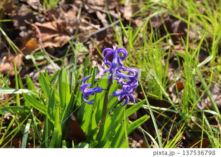 早春の野原に咲く紫色のローマン系ヒアシンスの花 早春の野原に咲く紫色のローマン系ヒアシンスの花 137536798