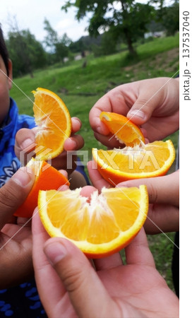 Children Sharing Orange Slices Outdoorsのイラスト素材 [137537040] - PIXTA