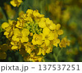 菜の花 137537251