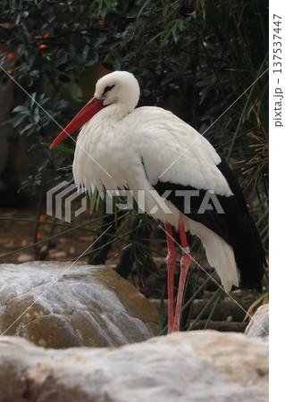 天王寺動物園で飼育されているシュバシコウ 天王寺動物園で飼育されているシュバシコウ 137537447