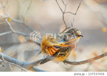 枝にとまるジョウビタキ 枝にとまるジョウビタキ 137537458