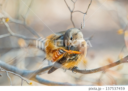 枝にとまるジョウビタキ 枝にとまるジョウビタキ 137537459