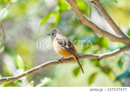枝にとまるジョウビタキのメス 枝にとまるジョウビタキのメス 137537477