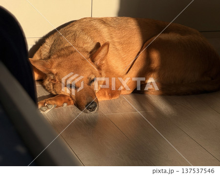 Brown dog relaxing in sunlight on wooden floor Brown dog relaxing in sunlight on wooden floor 137537546