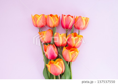 Vibrant tulip bouquet on light pink background Vibrant tulip bouquet on light pink background 137537550
