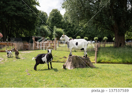 Playful goats in lush green pasture with trees and wooden fences 137537589