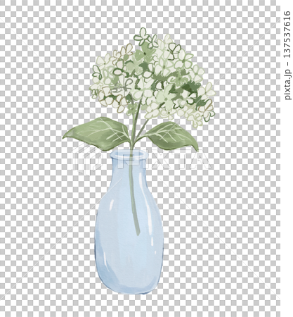Watercolour glass vase with hydrangea flower, hand drawn isolated illustration Watercolour glass vase with hydrangea flower, hand drawn isolated illustration 137537616