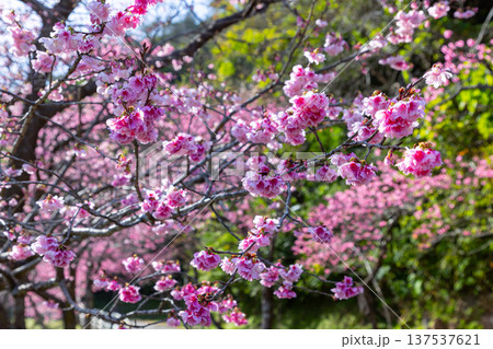 沖縄県国頭郡本部町 もとぶ八重岳桜まつりの満開の早咲き琉球寒緋桜の並木 沖縄県国頭郡本部町 もとぶ八重岳桜まつりの満開の早咲き琉球寒緋桜の並木 137537621