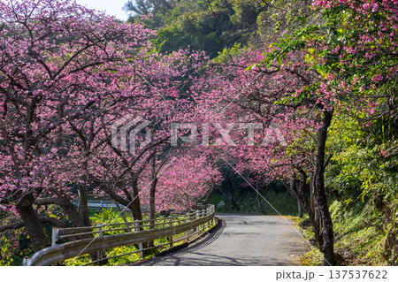 沖縄県国頭郡本部町　もとぶ八重岳桜まつりの満開の早咲き琉球寒緋桜の並木 137537622