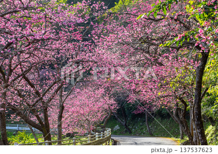 沖縄県国頭郡本部町 もとぶ八重岳桜まつりの満開の早咲き琉球寒緋桜の並木 沖縄県国頭郡本部町 もとぶ八重岳桜まつりの満開の早咲き琉球寒緋桜の並木 137537623