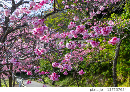 沖縄県国頭郡本部町 もとぶ八重岳桜まつりの満開の早咲き琉球寒緋桜の並木 沖縄県国頭郡本部町 もとぶ八重岳桜まつりの満開の早咲き琉球寒緋桜の並木 137537624