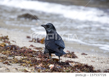 ハシボソガラス ハシボソガラス 137537726