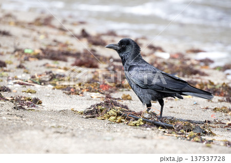 ハシボソガラス 137537728