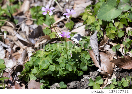 ムラサキカタバミ 137537731