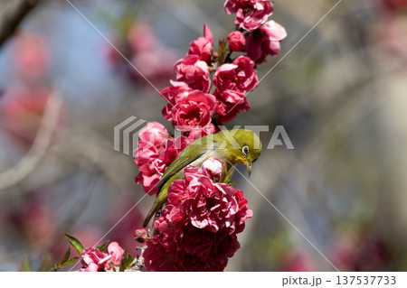 桃の花とメジロ 137537733