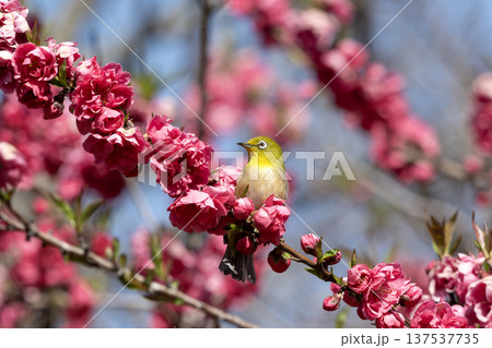 桃の花とメジロ 137537735