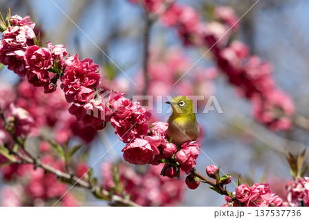 桃の花とメジロ 137537736