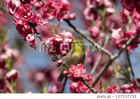桃の花とメジロ 137537738