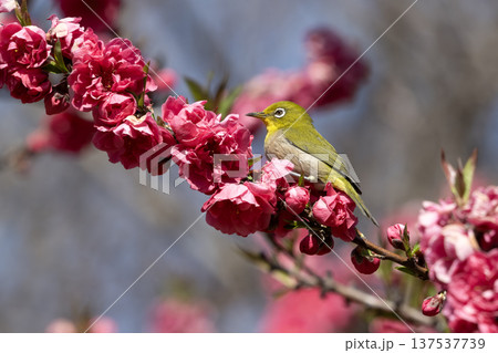 桃の花とメジロ 137537739
