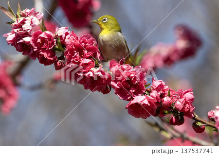 桃の花とメジロ 桃の花とメジロ 137537741