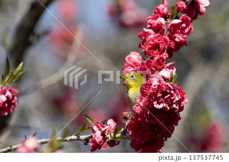 桃の花とメジロ 137537745