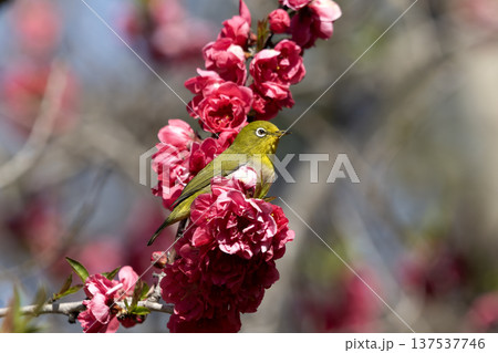 桃の花とメジロ 137537746