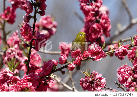 桃の花とメジロ 桃の花とメジロ 137537747
