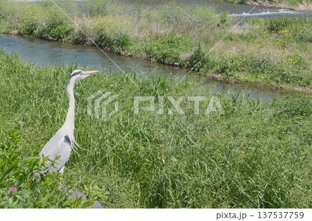 春の鴨川　緑の川辺に佇むサギの静かな風景 137537759