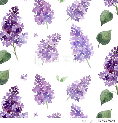 水彩風のライラックのイラスト 水彩風のライラックのイラスト 137537924