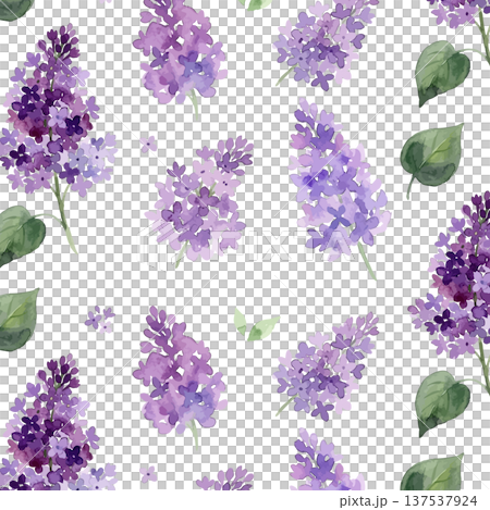 水彩風のライラックのイラスト 水彩風のライラックのイラスト 137537924