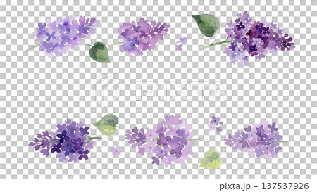 Watercolor style lilac illustration Watercolor style lilac illustration 137537926